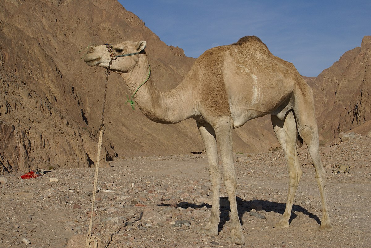 Penio dydis Camel