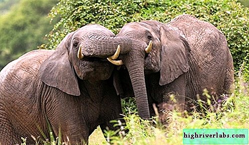 Kas yra dramblio nario dydis