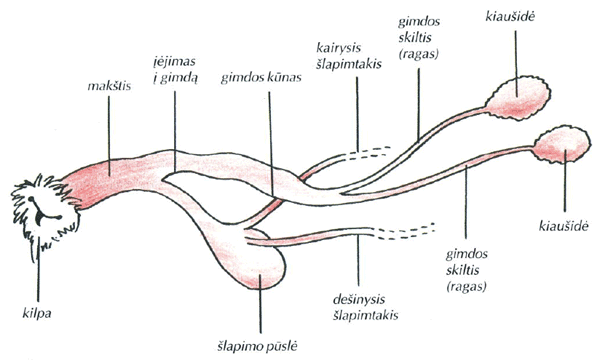 Lytiniu organu gyvunu dydis Padidejes narys del injekcijos