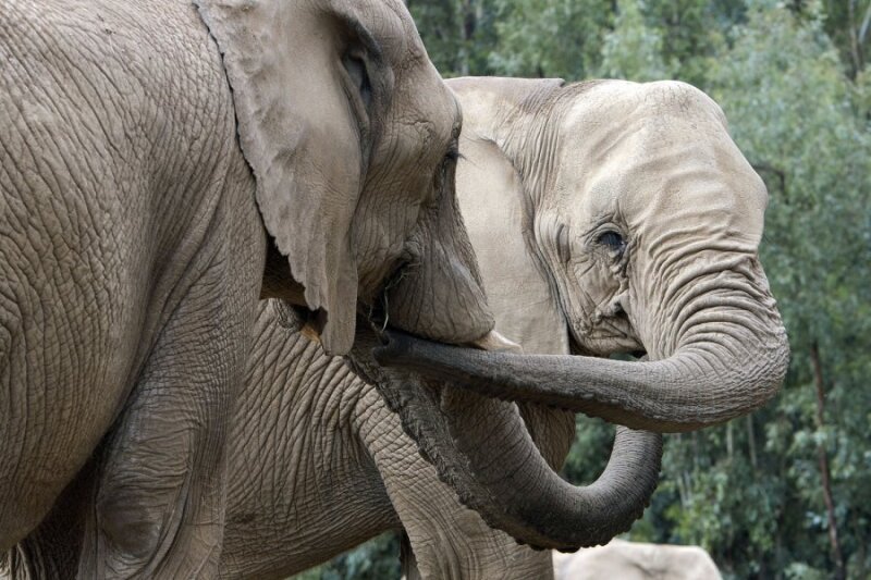 Kas yra dramblio nario dydis